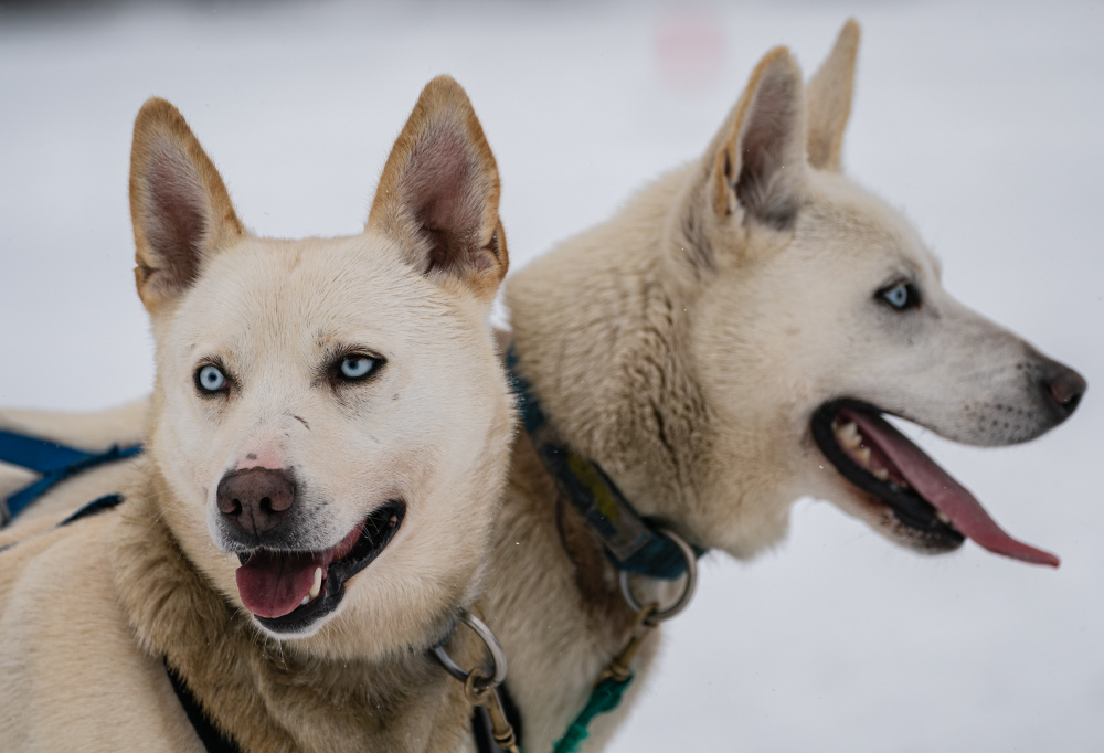 Lake Placid Sights: Sled Dogs